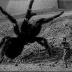 Ell contra araña