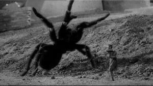 Ell contra araña