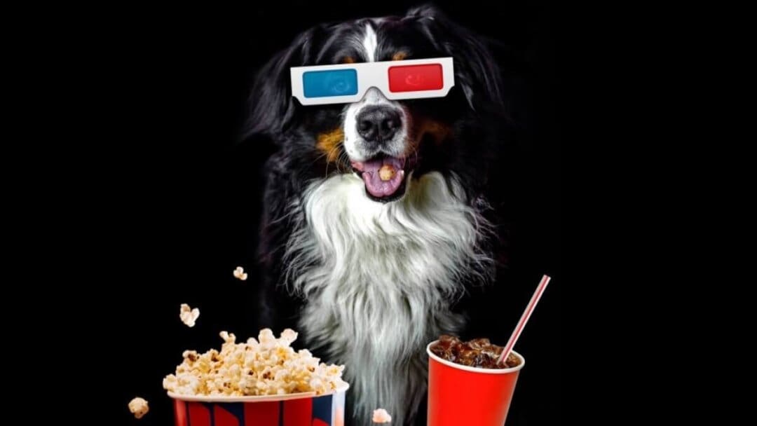 Las 10 mejores películas de perros 2023 (1)