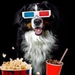 Las 10 Mejores Películas De Perros 2023 (1)