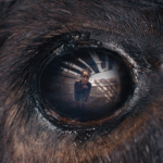 Animale 1